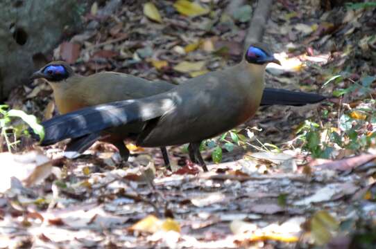 Image of Giant Coua