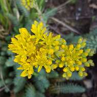 Image of Petrosedum rupestre subsp. erectum