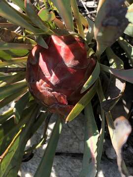 Image of Protea vogtsiae Rourke