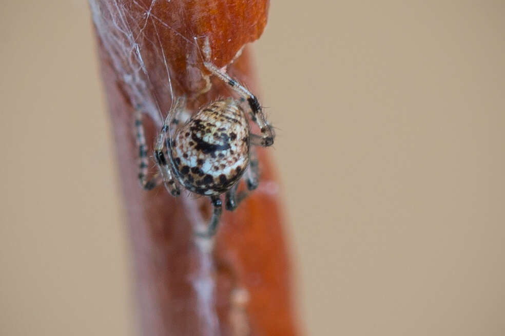 Image of Parasteatoda tabulata (Levi 1980)