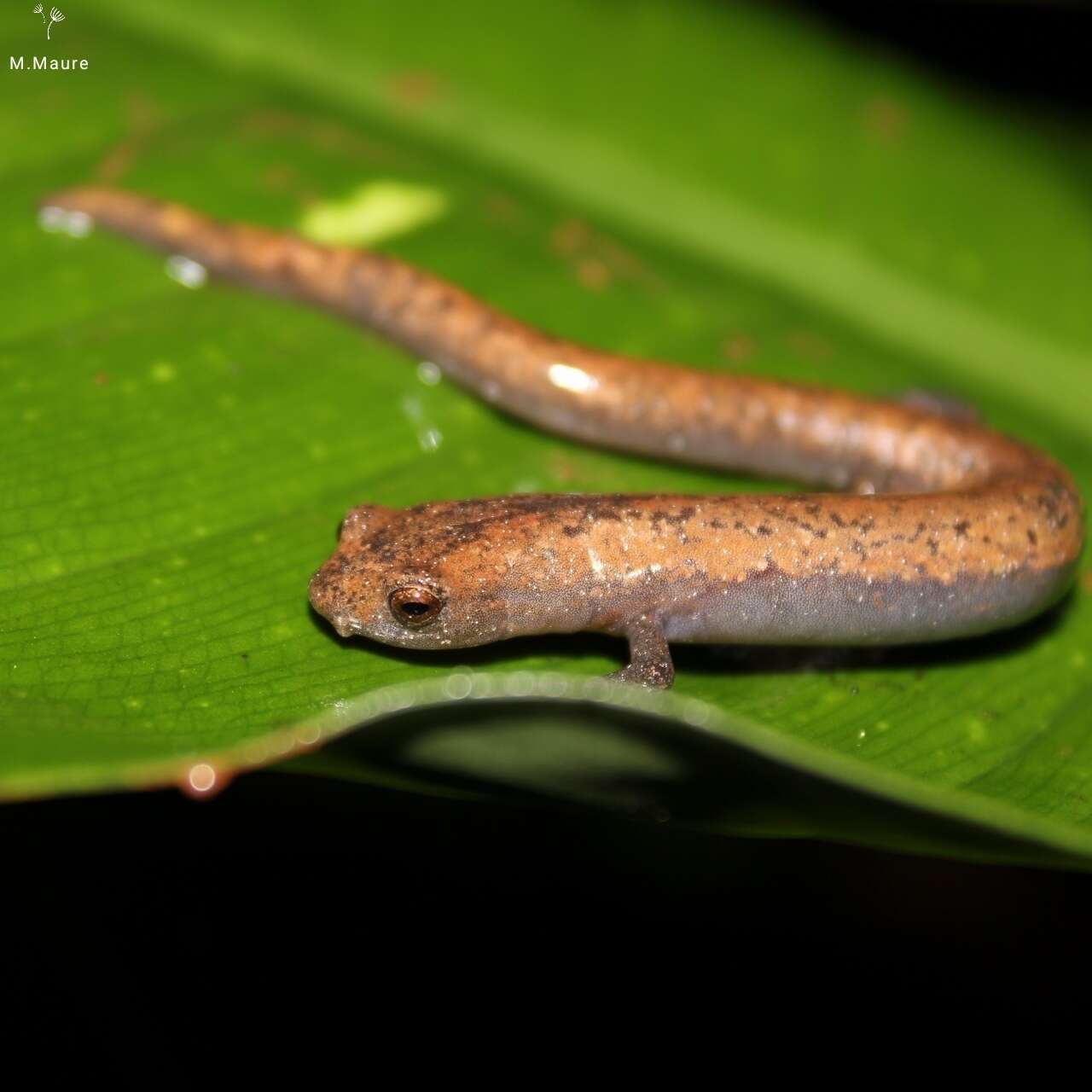 Image of Camron Mushroom-tongue Salamander