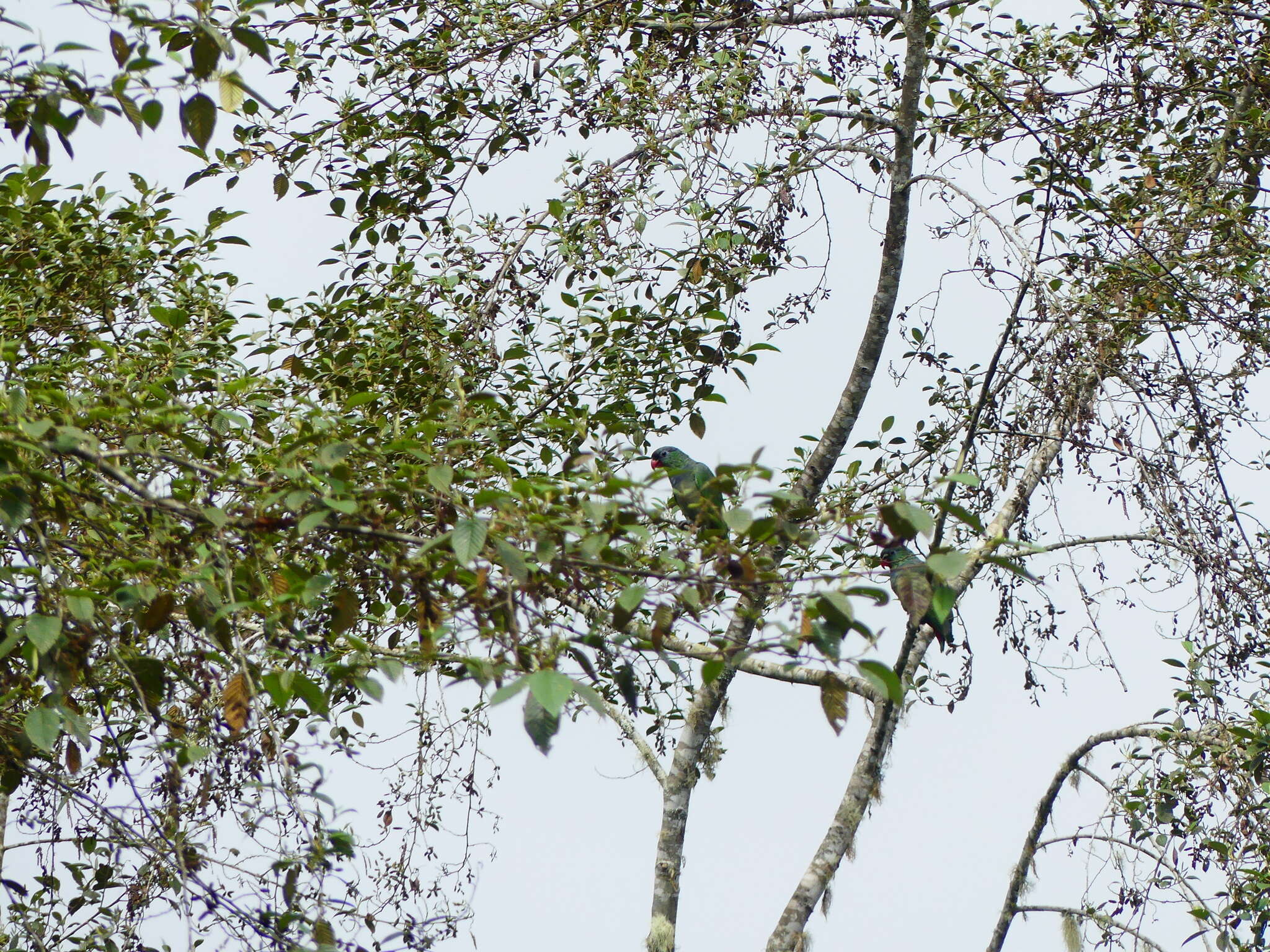 Image of Red-billed Parrot