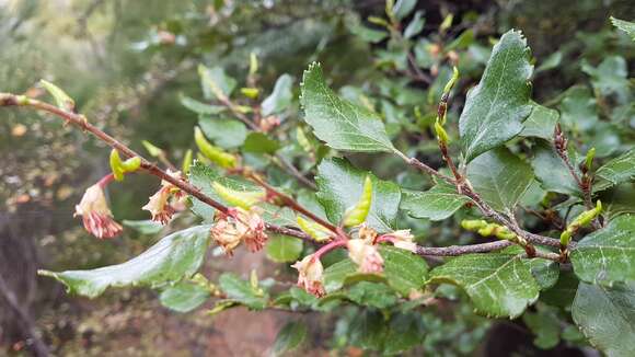 Image of Nothofagus truncata (Colenso) Cockayne