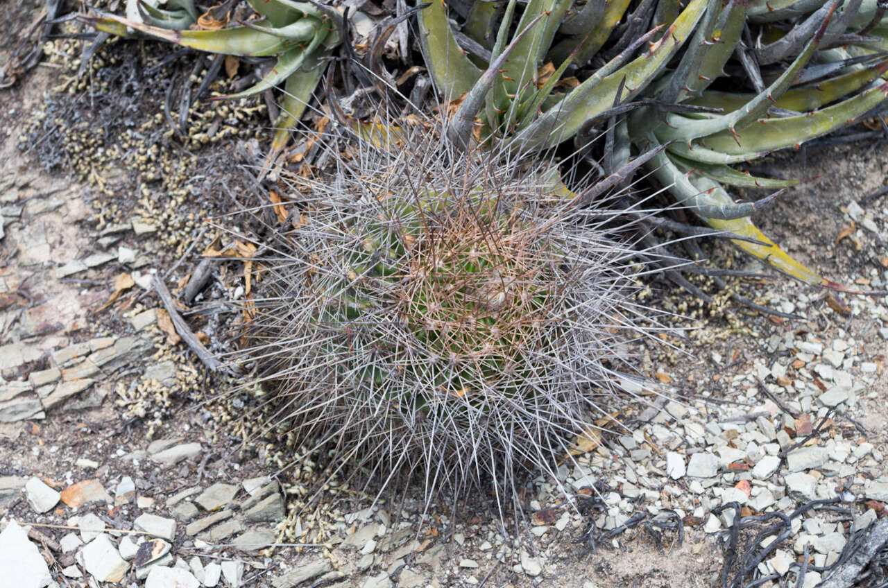 Echinopsis mamillosa Gürke resmi