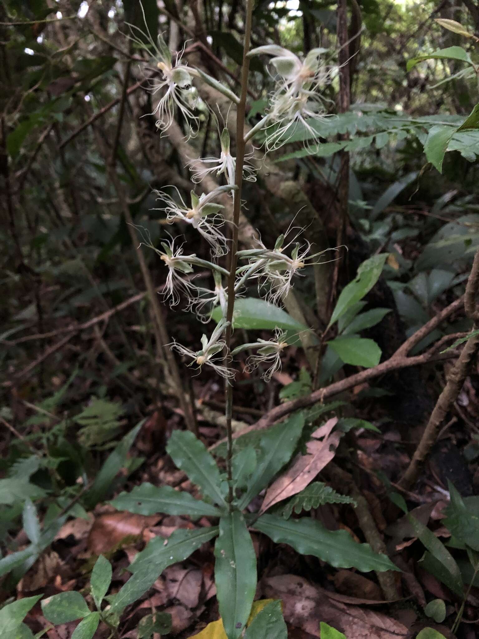 Image of Habenaria polytricha Rolfe