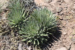 Image of Tuberose-flowered Hardy Century Plant