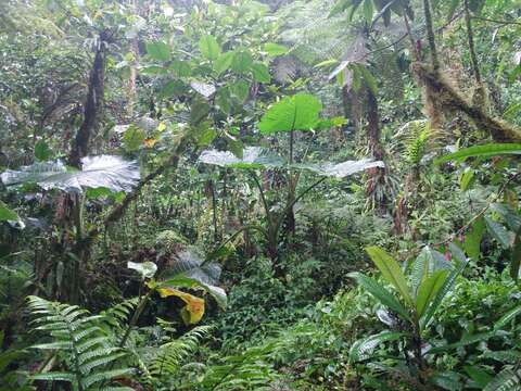 Image of tall elephant's ear