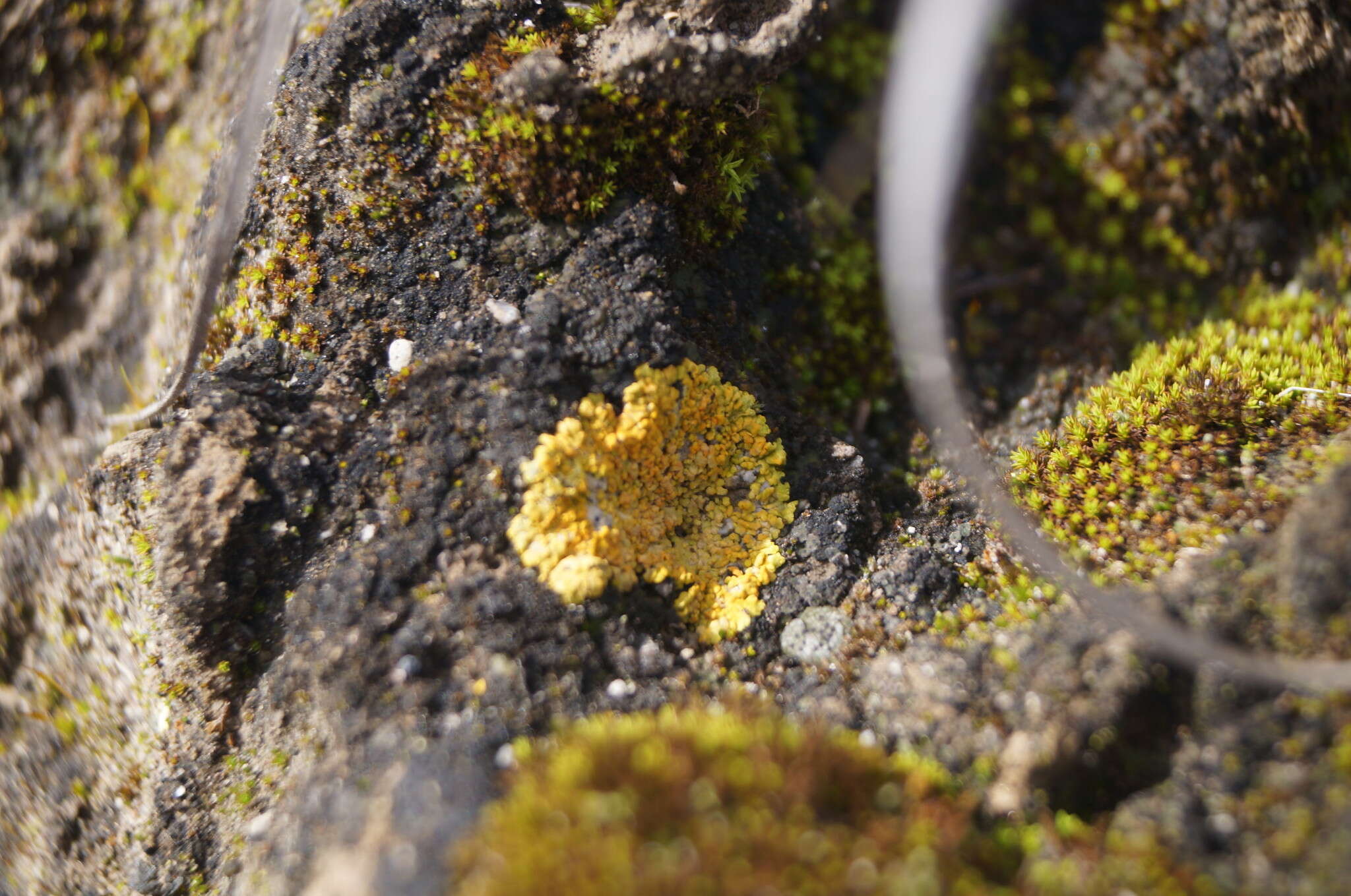 Image de Fulgensia bracteata (Hoffm.) Räsänen