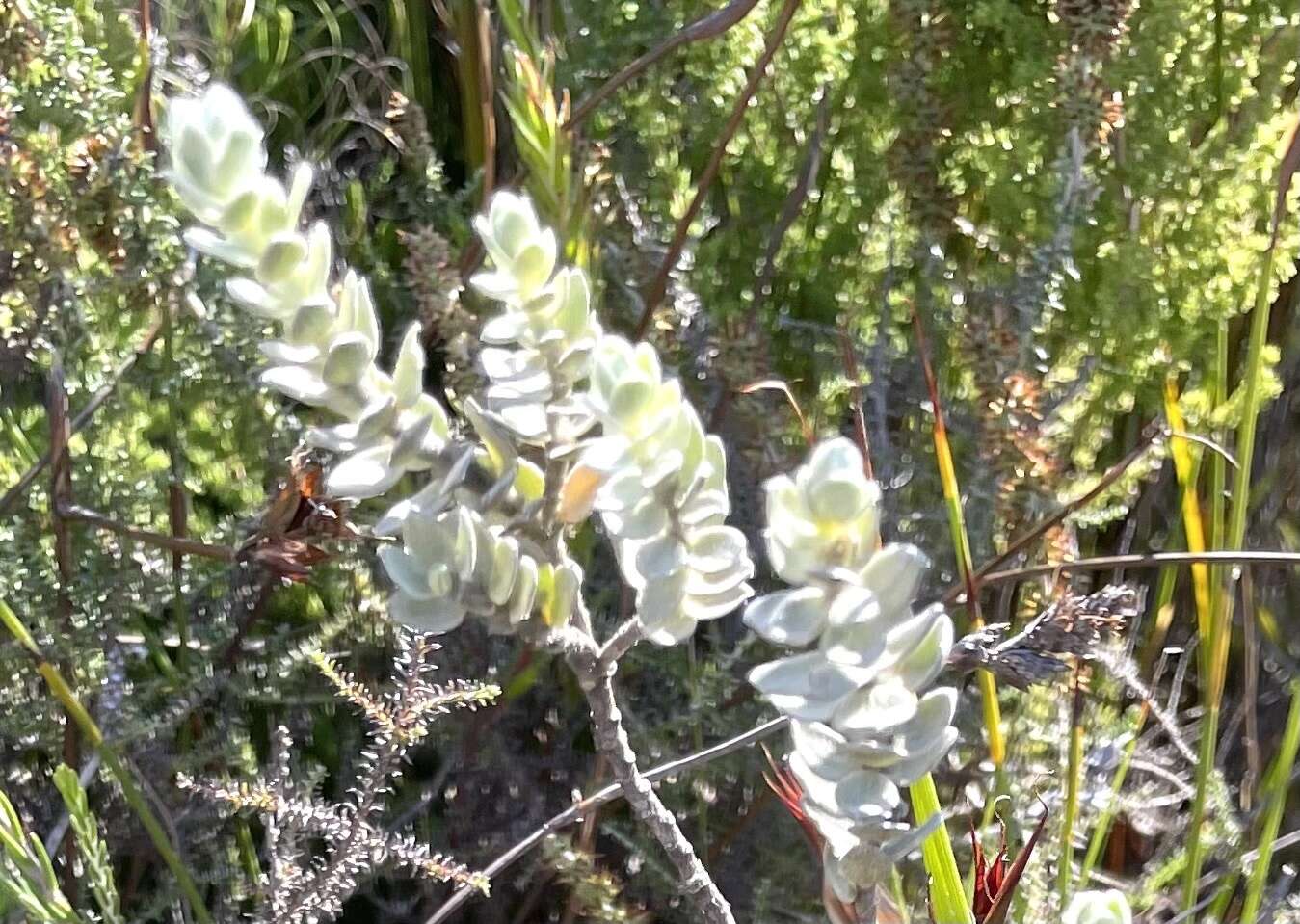 Image of Gnidia imbricata L. fil.