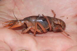 Image of Procambarus talpoides Hobbs 1981