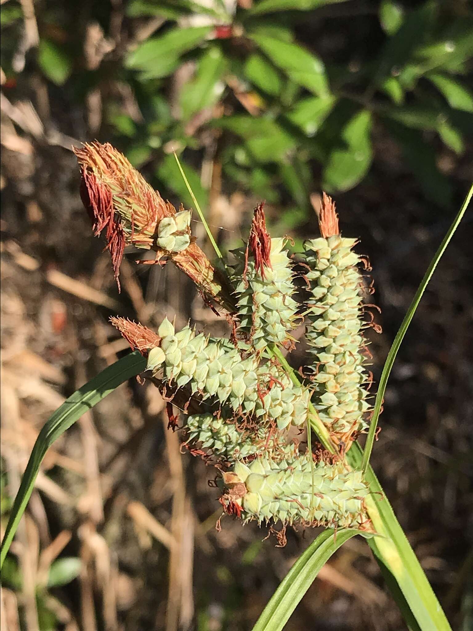 Image of Warty Sedge