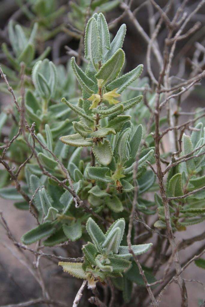 Image of Lepechinia mexicana (S. Schauer) Epling