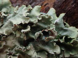 Image of Parmotrema austrocetratum Elix & J. Johnst.