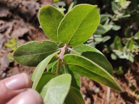 Image of Arctostaphylos tomentosa subsp. hebeclada (DC.) V. T. Parker, M. C. Vasey & J. E. Keeley