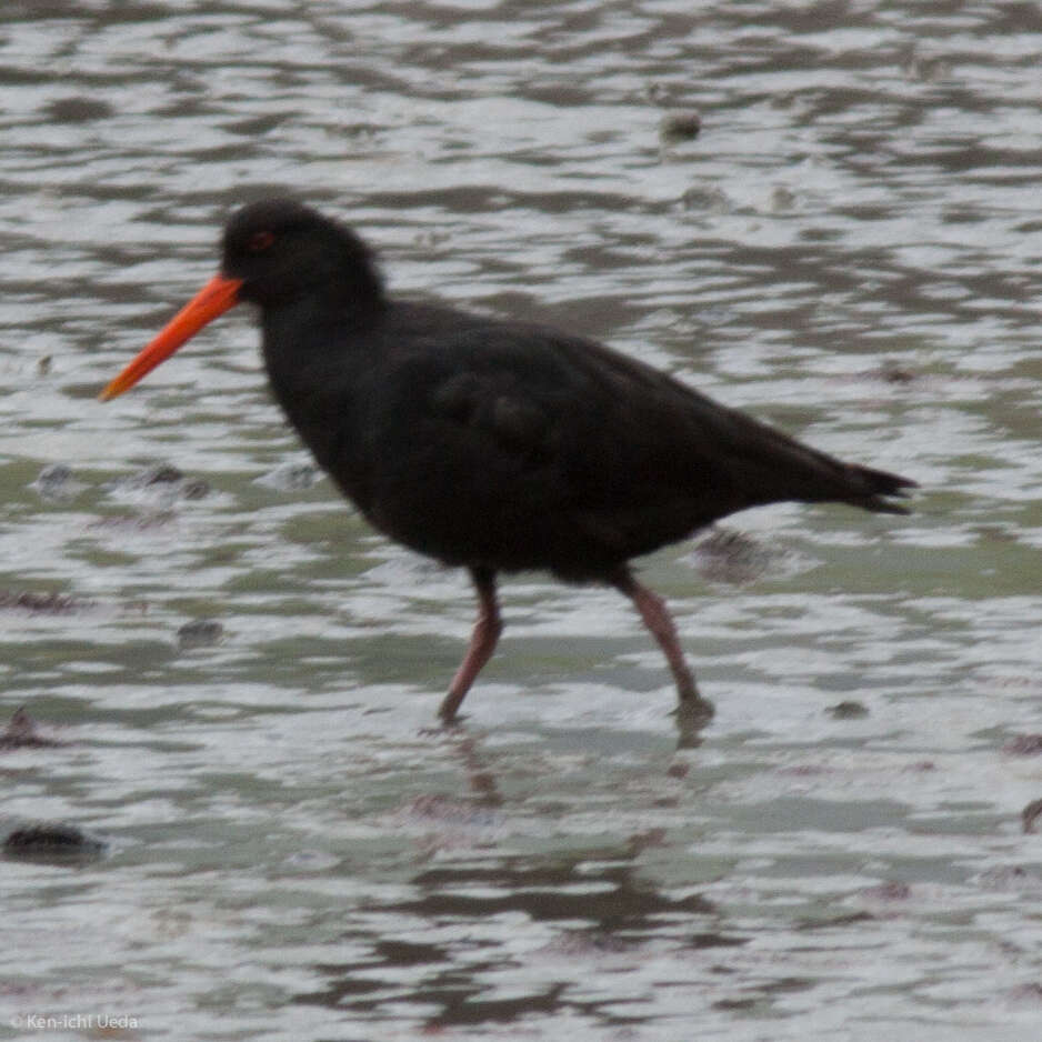 Image of Variable Oystercatcher