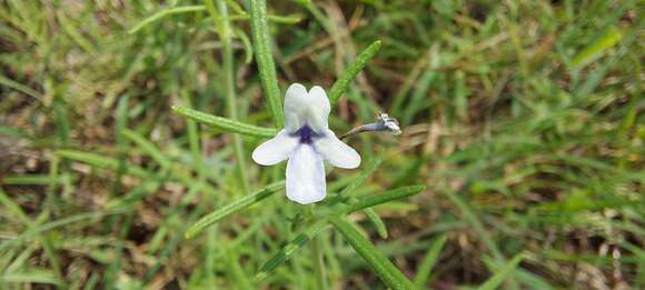 Image of Lavandula bipinnata (Roth) Kuntze