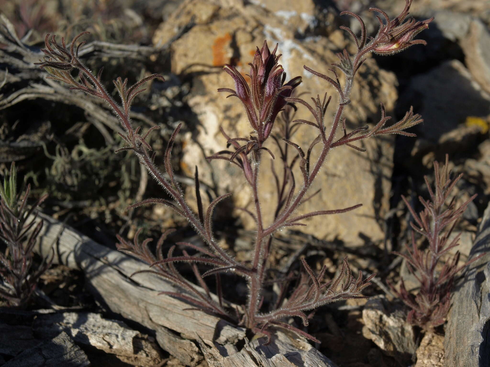 صورة Cordylanthus kingii subsp. helleri (Ferris) T. I. Chuang & L. R. Heckard