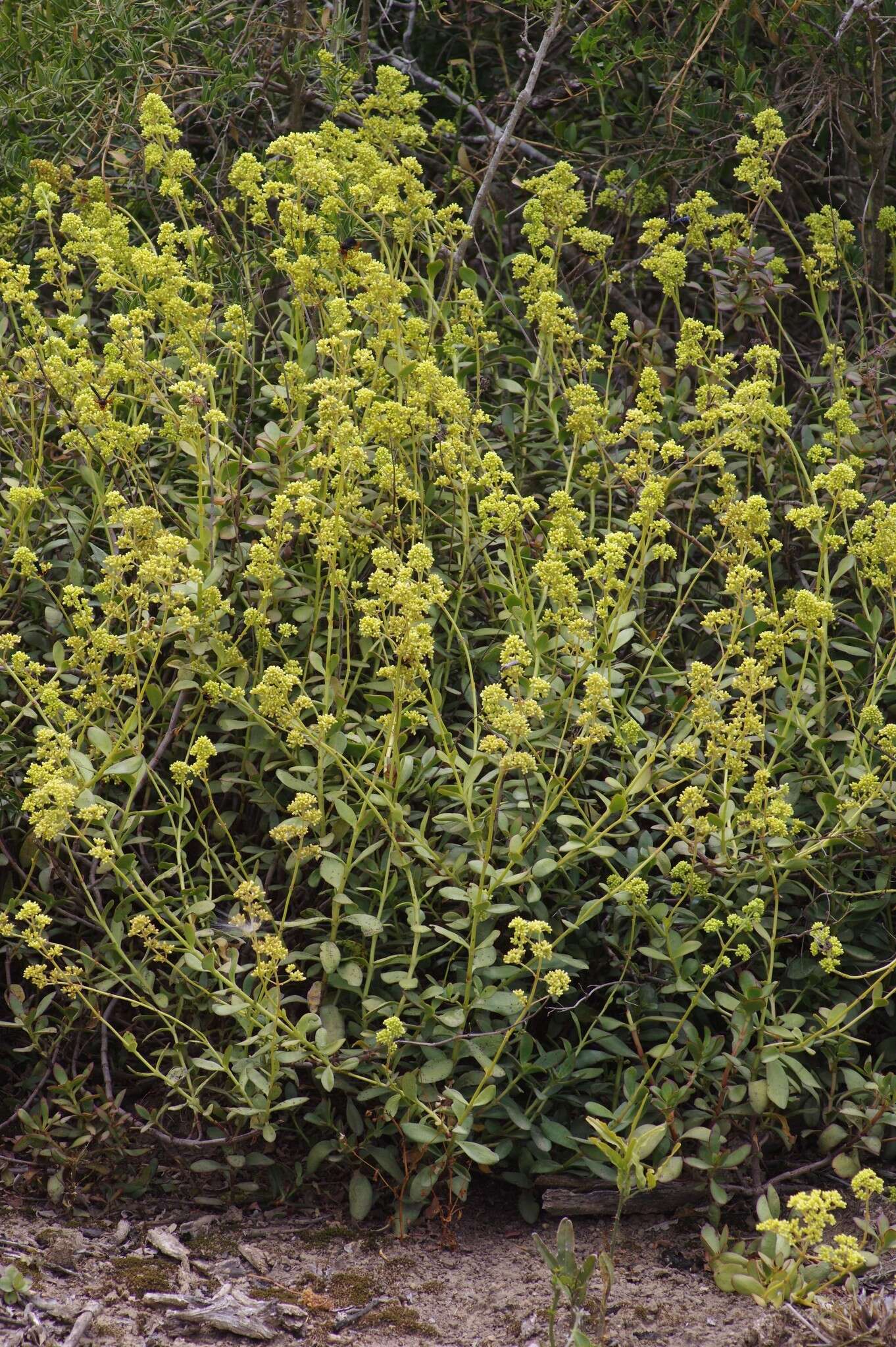 Crassula cultrata L. resmi