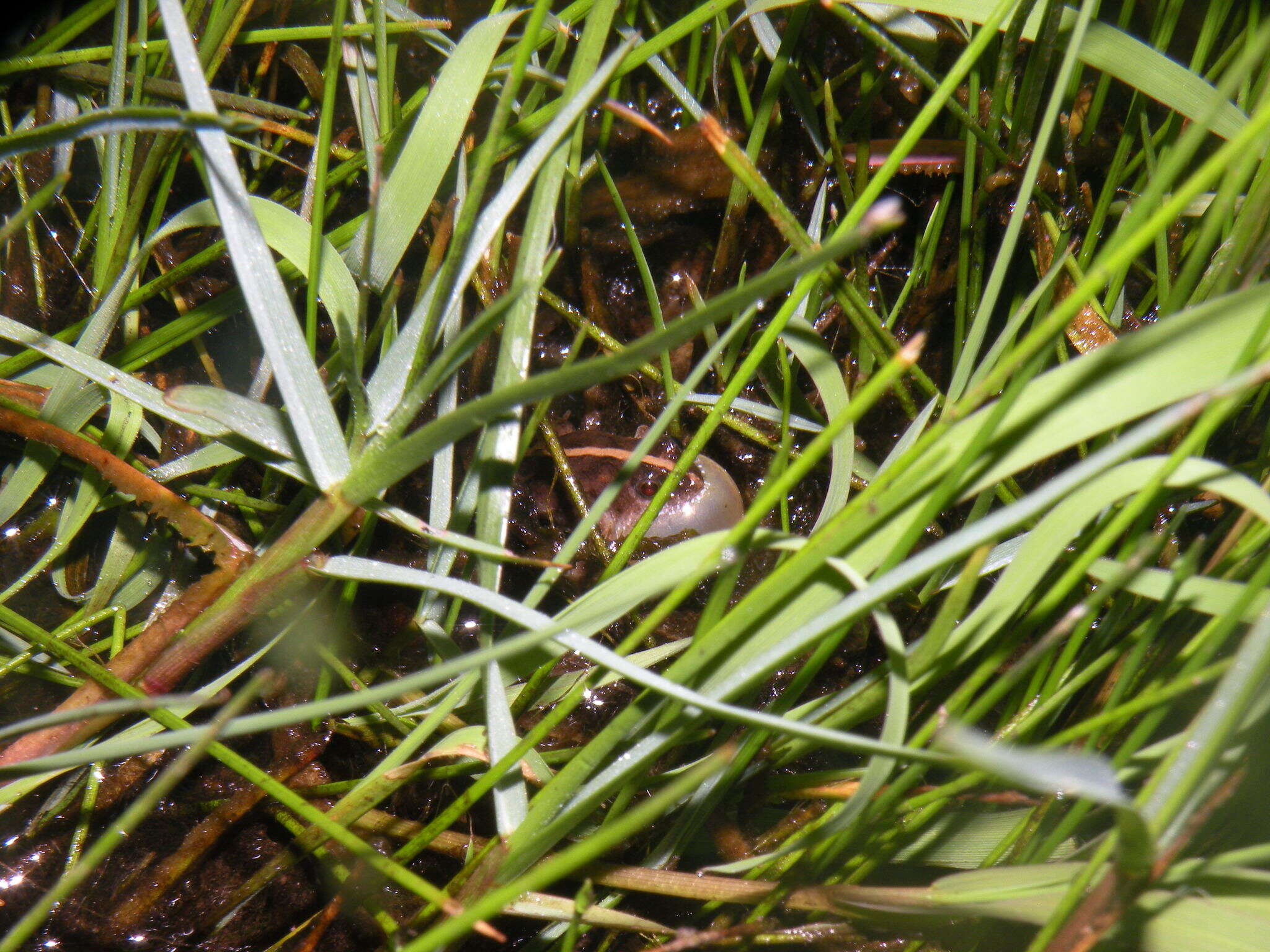 Image of Hensel’s Swamp Frog