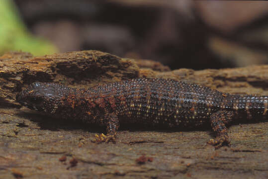 Image of Prickly Forest Skink