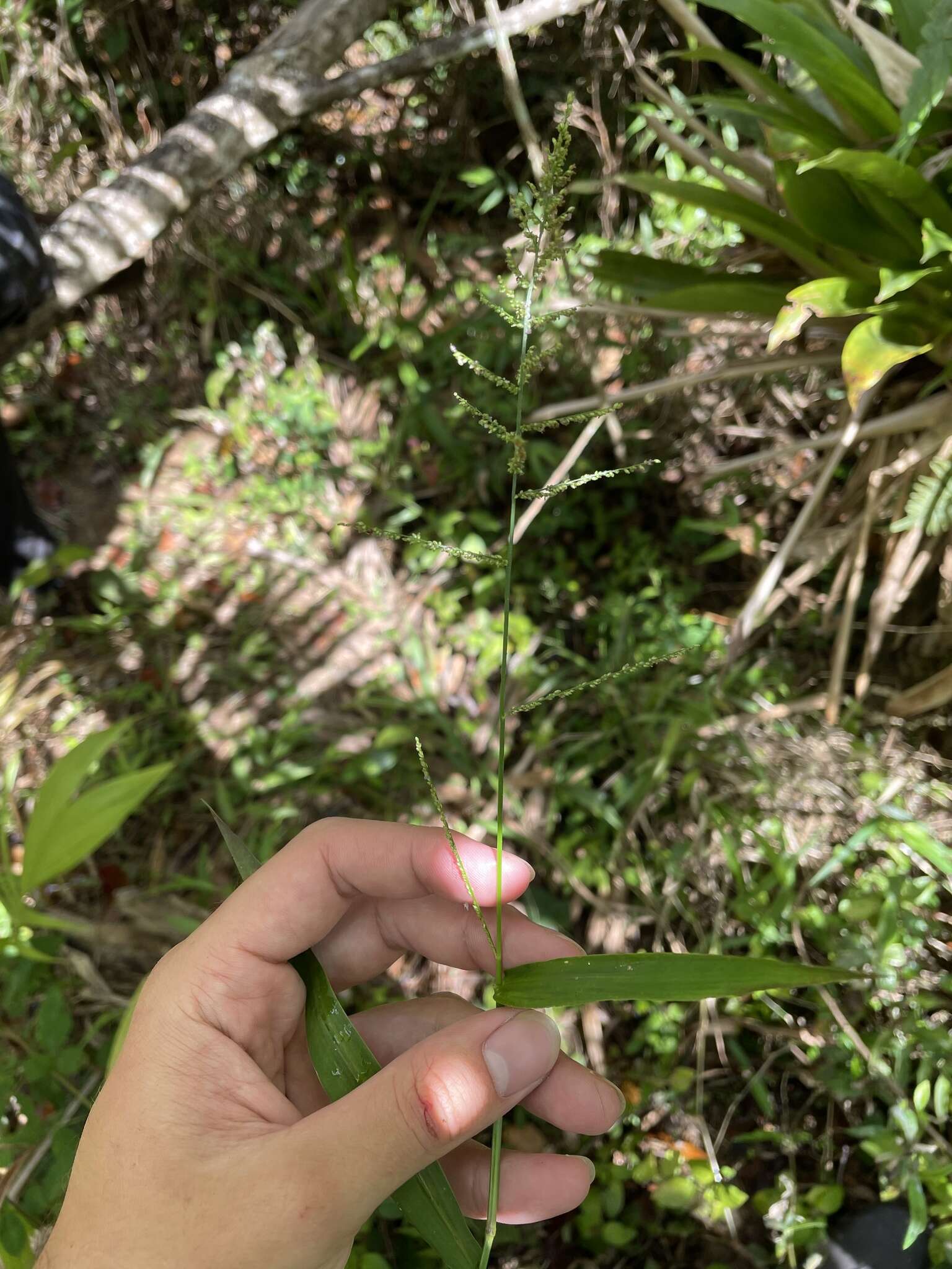 Image of Lax Gaping Grass