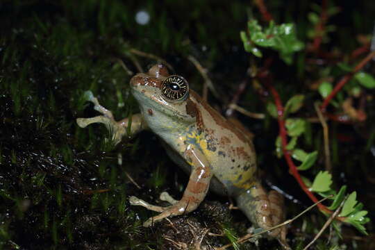 Слика од Ghatixalus asterops Biju, Roelants & Bossuyt 2008