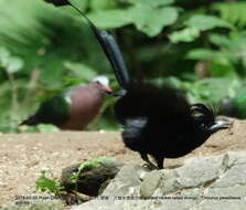 Imagem de Dicrurus paradiseus grandis (Gould 1836)