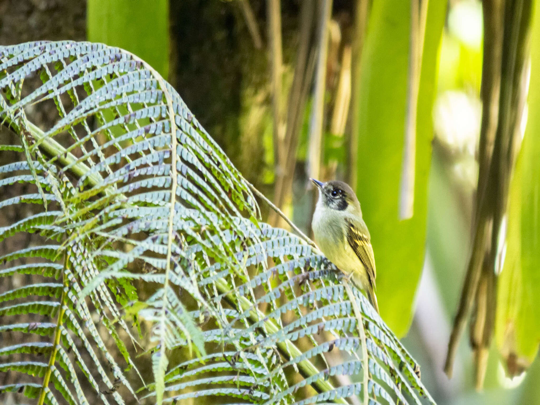 Leptopogon amaurocephalus Cabanis 1846 resmi