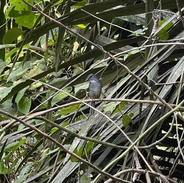 Image of White-browed Forest Flycatcher