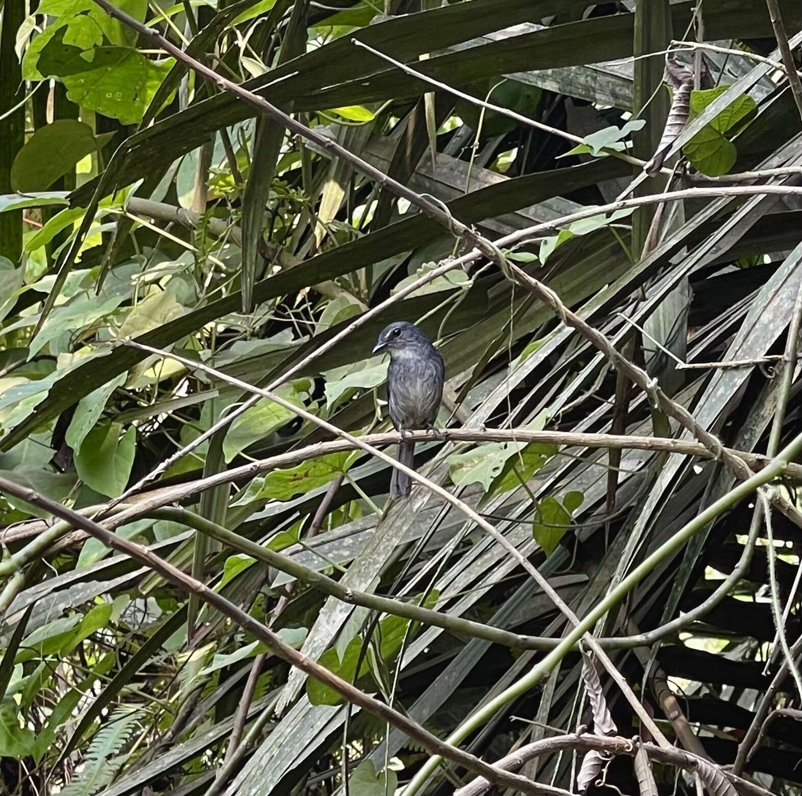 Image of White-browed Forest Flycatcher