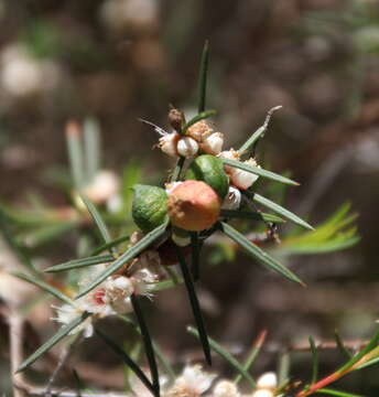 Слика од Hypocalymma angustifolium Schau.