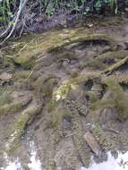 Image of twoleaf watermilfoil