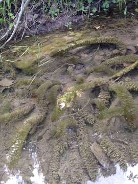 Image of twoleaf watermilfoil