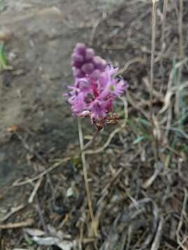 Image of Barnardia numidica (Poir.) Speta