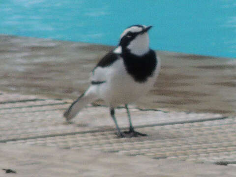 Image of African Pied Wagtail