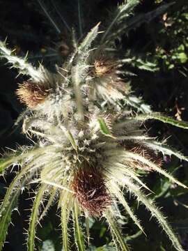 Image of white thistle