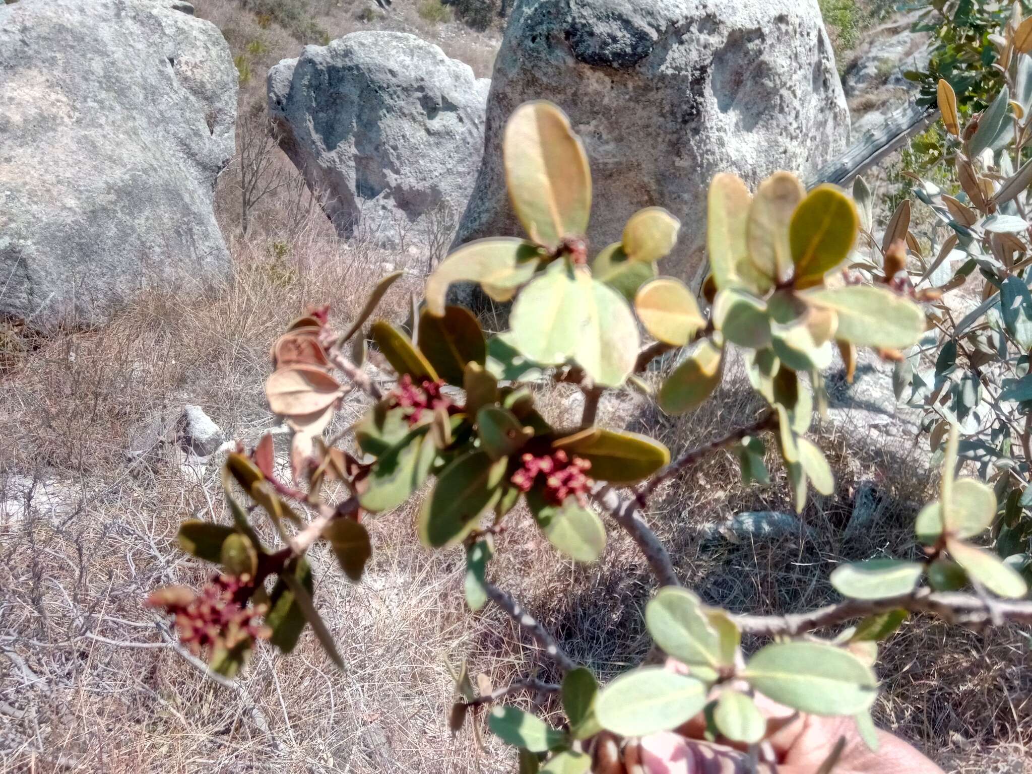 Image of Asteropeia densiflora Baker