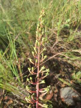 Image of Grevillea dryandri R. Br.