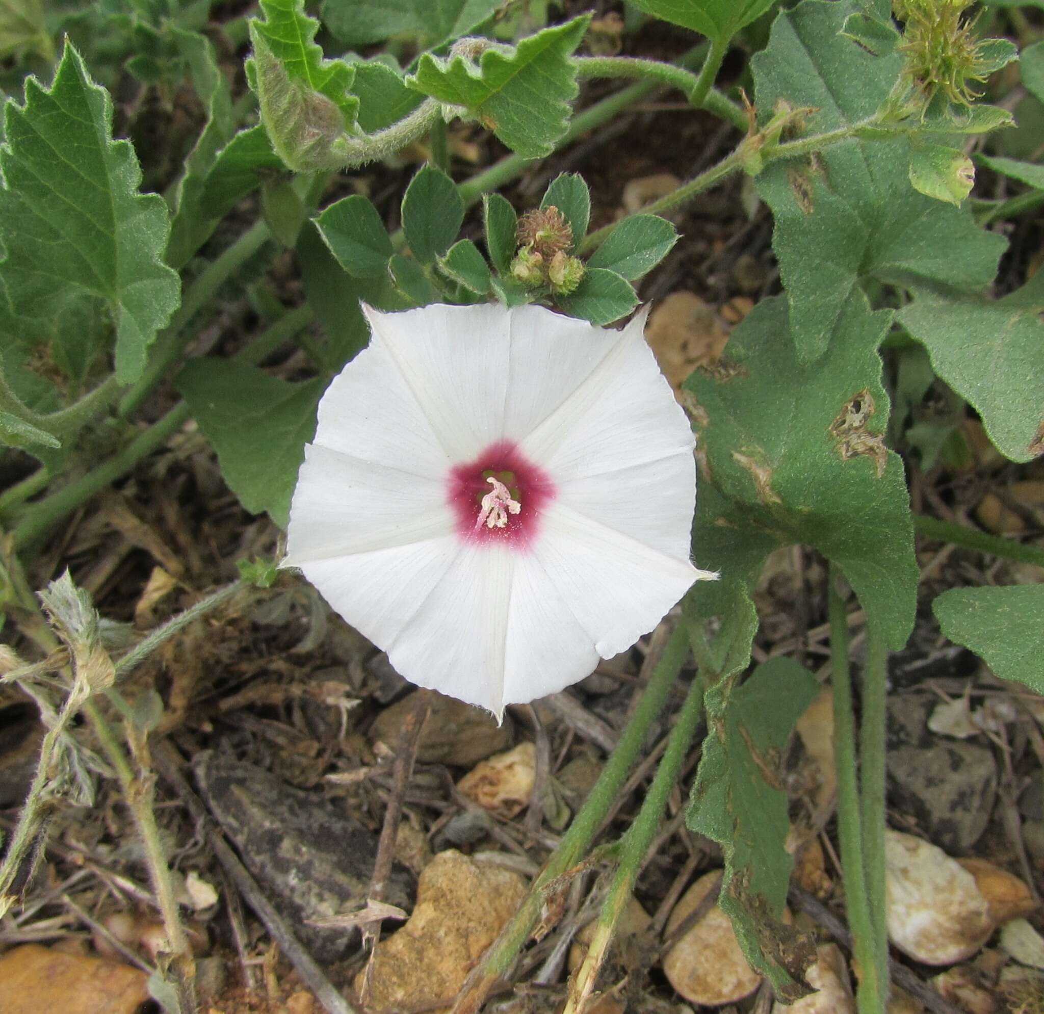 Image of Texas bindweed