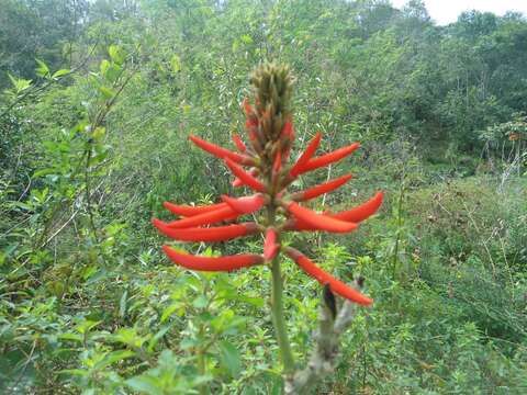 Image of Coral tree