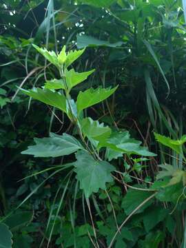 Image de Premna microphylla Turcz.