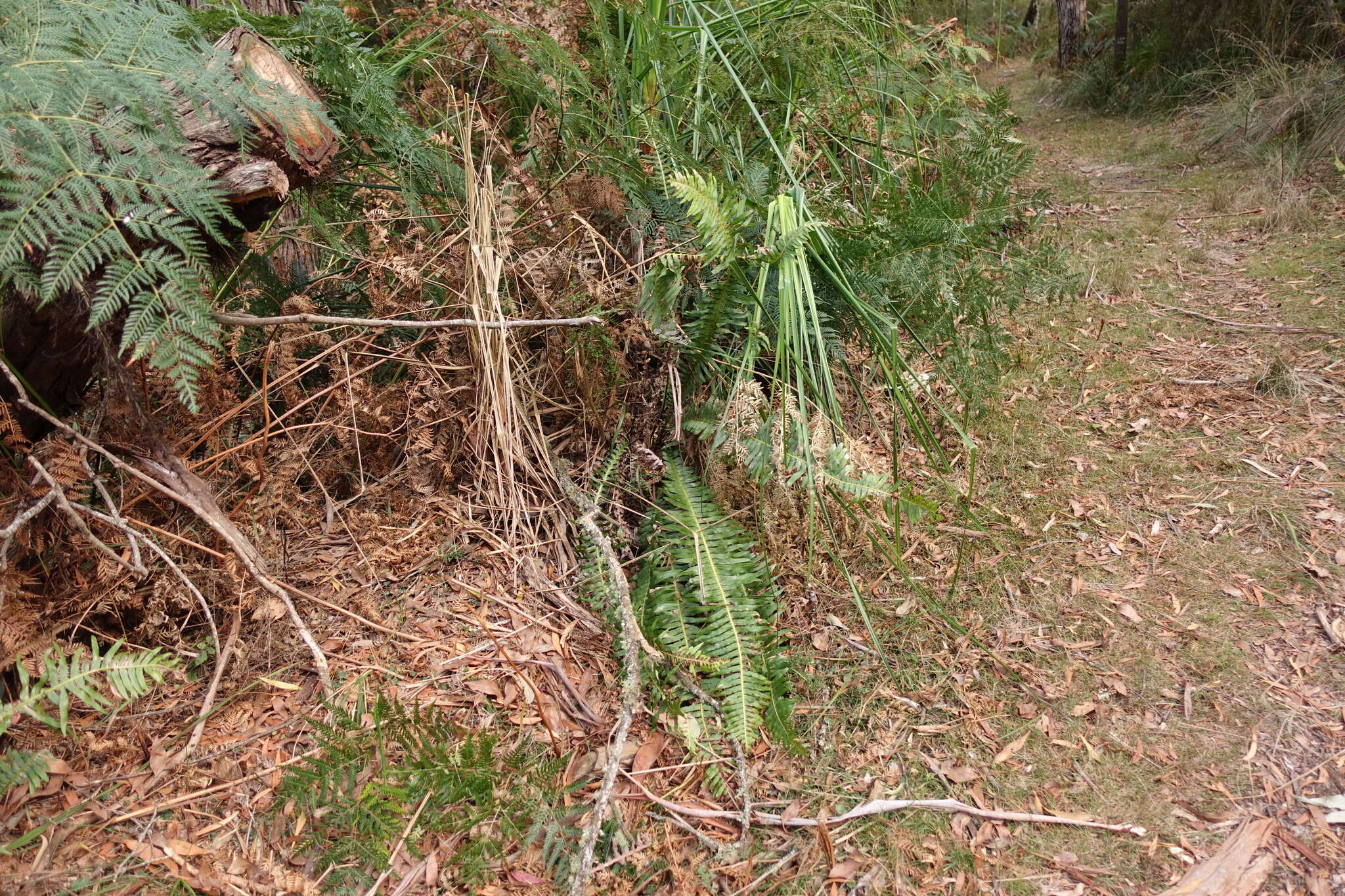Image of Fishbone water-fern
