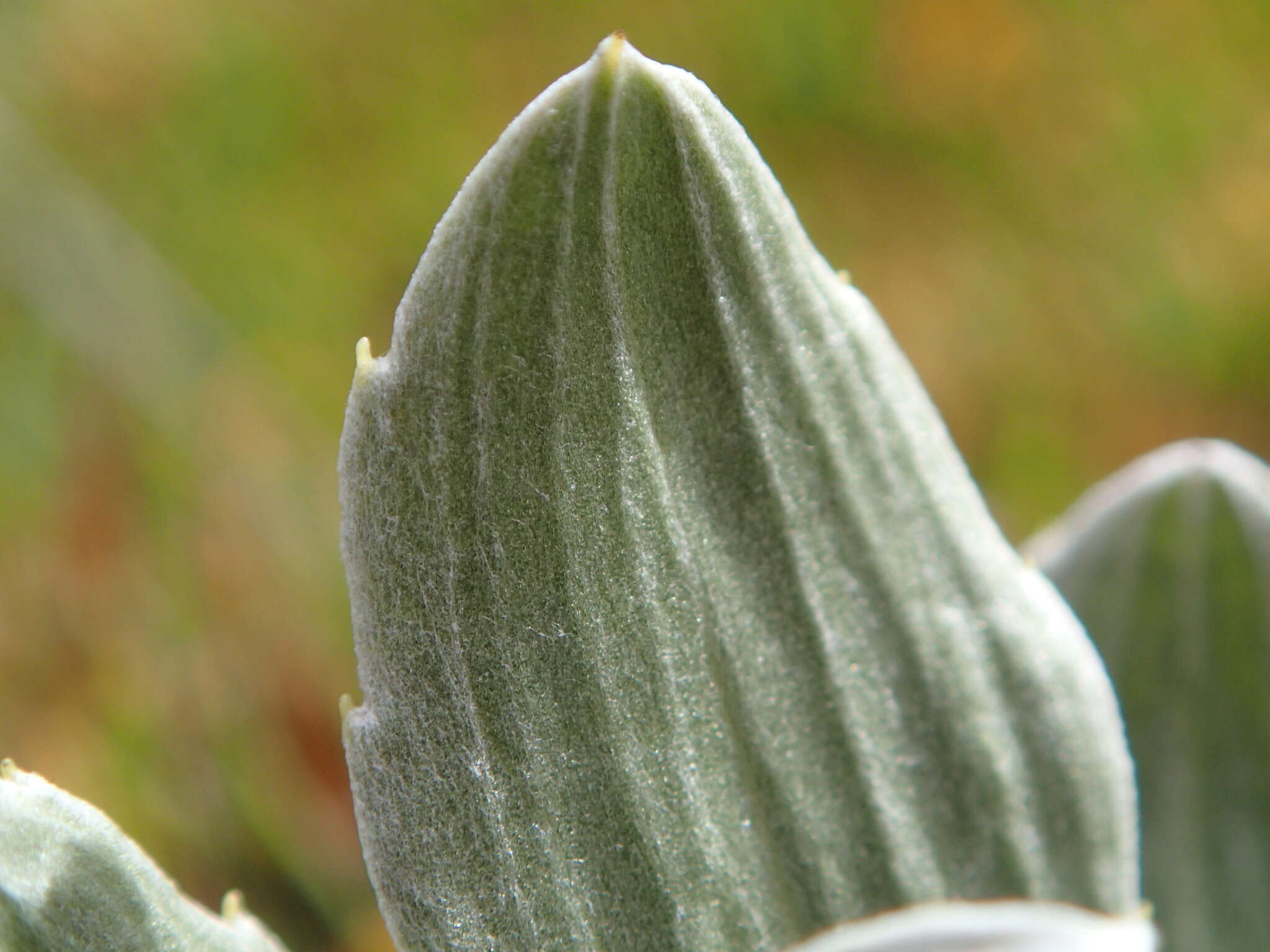 Image of Celmisia discolor Hook. fil.