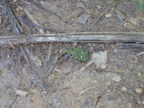 Image of Cicindela (Cicindela) campestris nigrita Dejean 1825