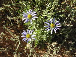 Image of Erodiophyllum elderi F. Müll.