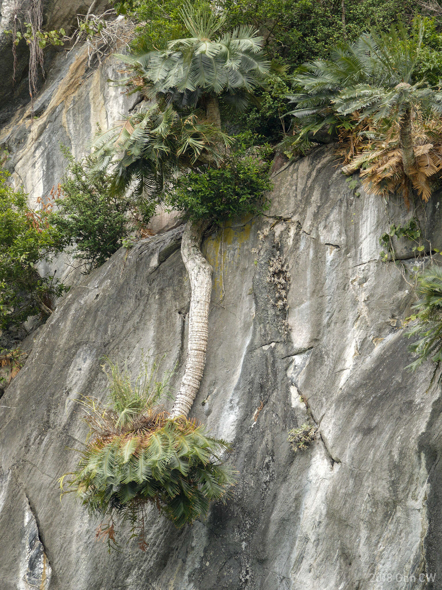 Image de Cycas clivicola K. D. Hill