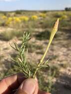 Sivun Oenothera hartwegii subsp. filifolia (Eastw.) W. L. Wagner & Hoch kuva