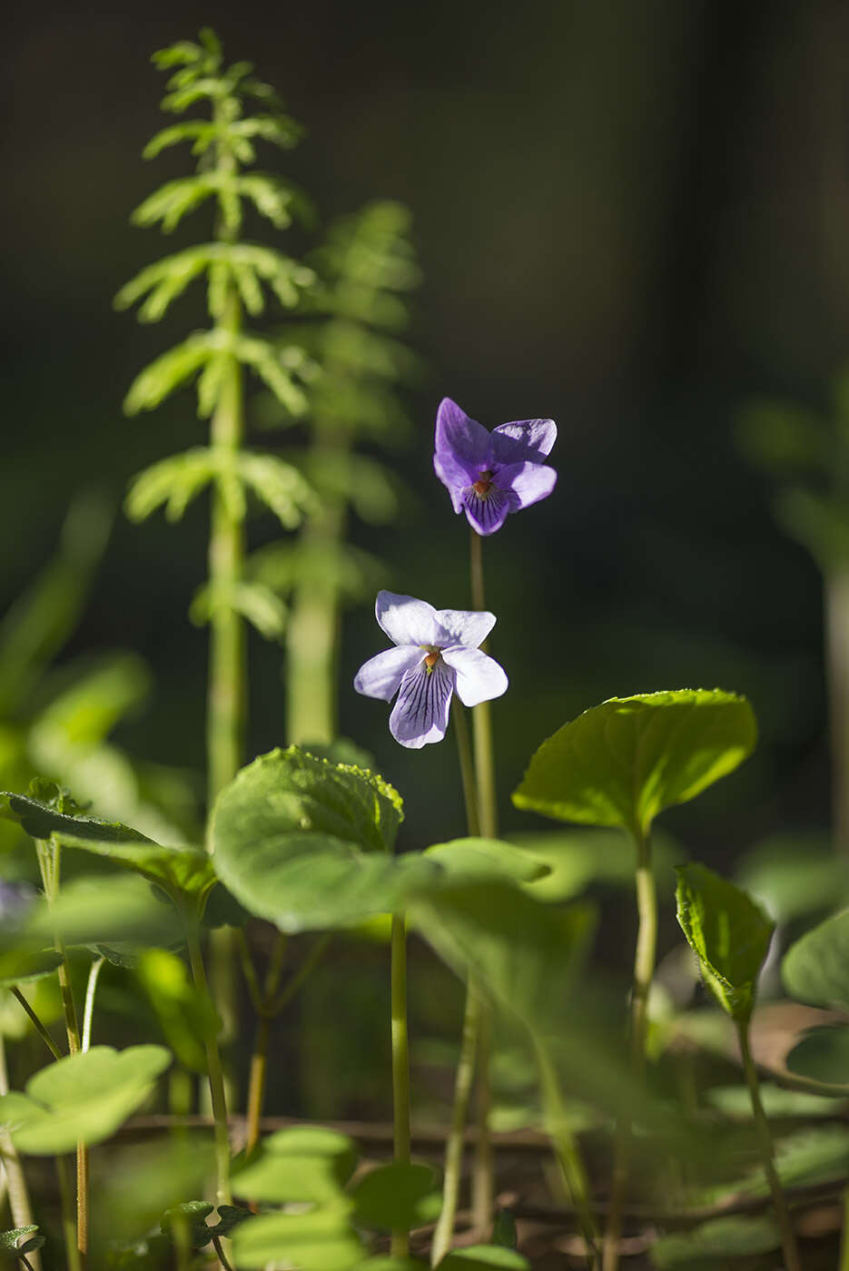 Image of dwarf marsh violet