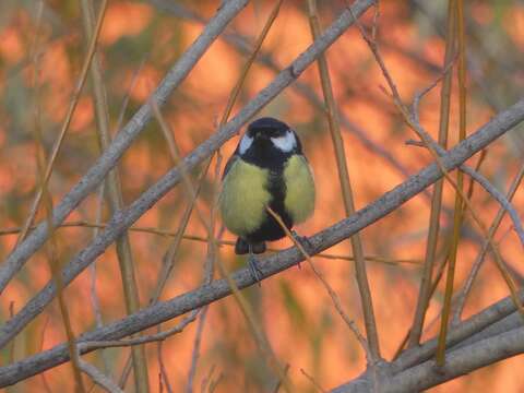 Imagem de Parus major corsus Kleinschmidt & O 1903