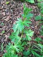 Imagem de Aconitum neosachalinense Leveille